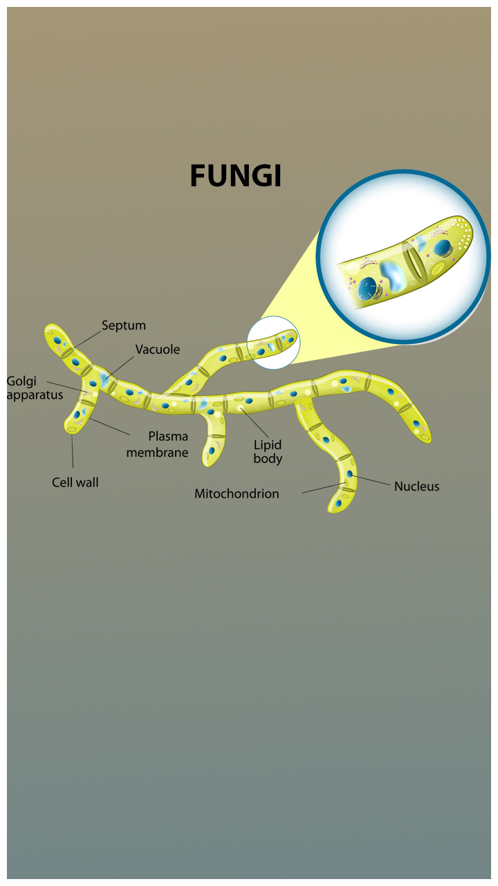 Categories And Features Of Kingdom Monera, Protista And Fungi - Aakash Blog