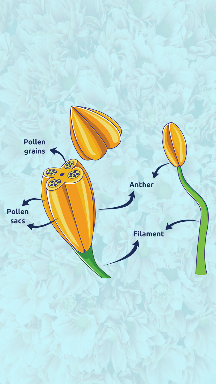 Flower Anther Pollen