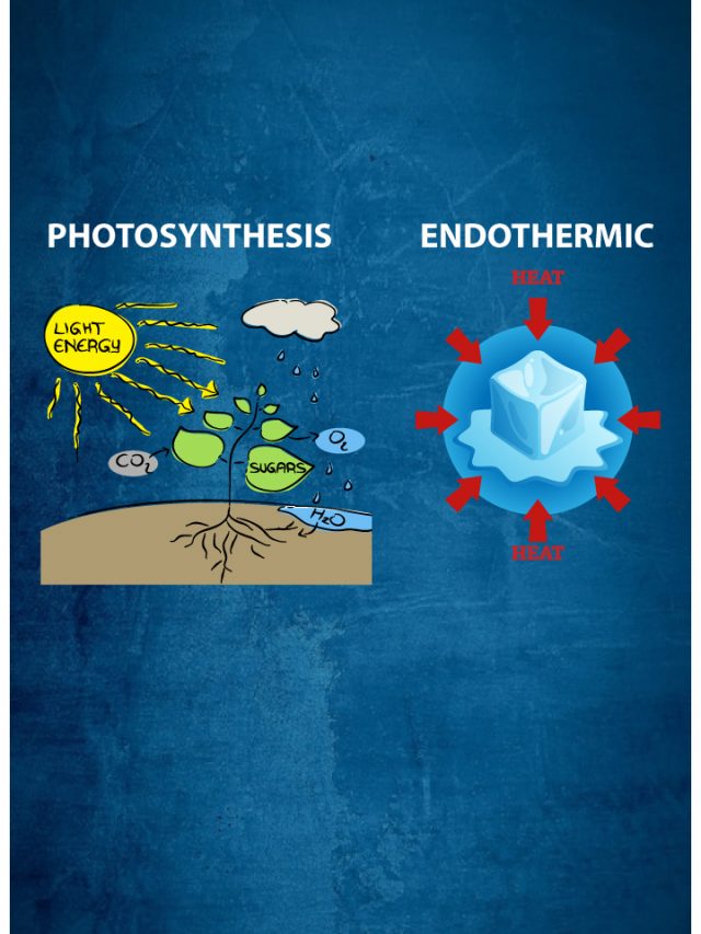 Photosynthesis NEET Notes Why is Photosynthesis Considered as Endothermic Reaction Aakash