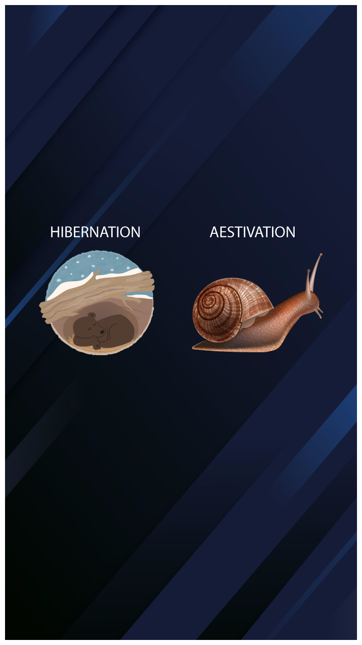 What Is Difference Between Hibernation Aestivation And