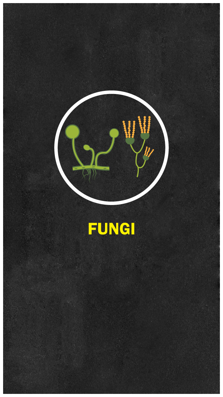 Categories And Features Of Kingdom Monera, Protista And Fungi - Aakash Blog