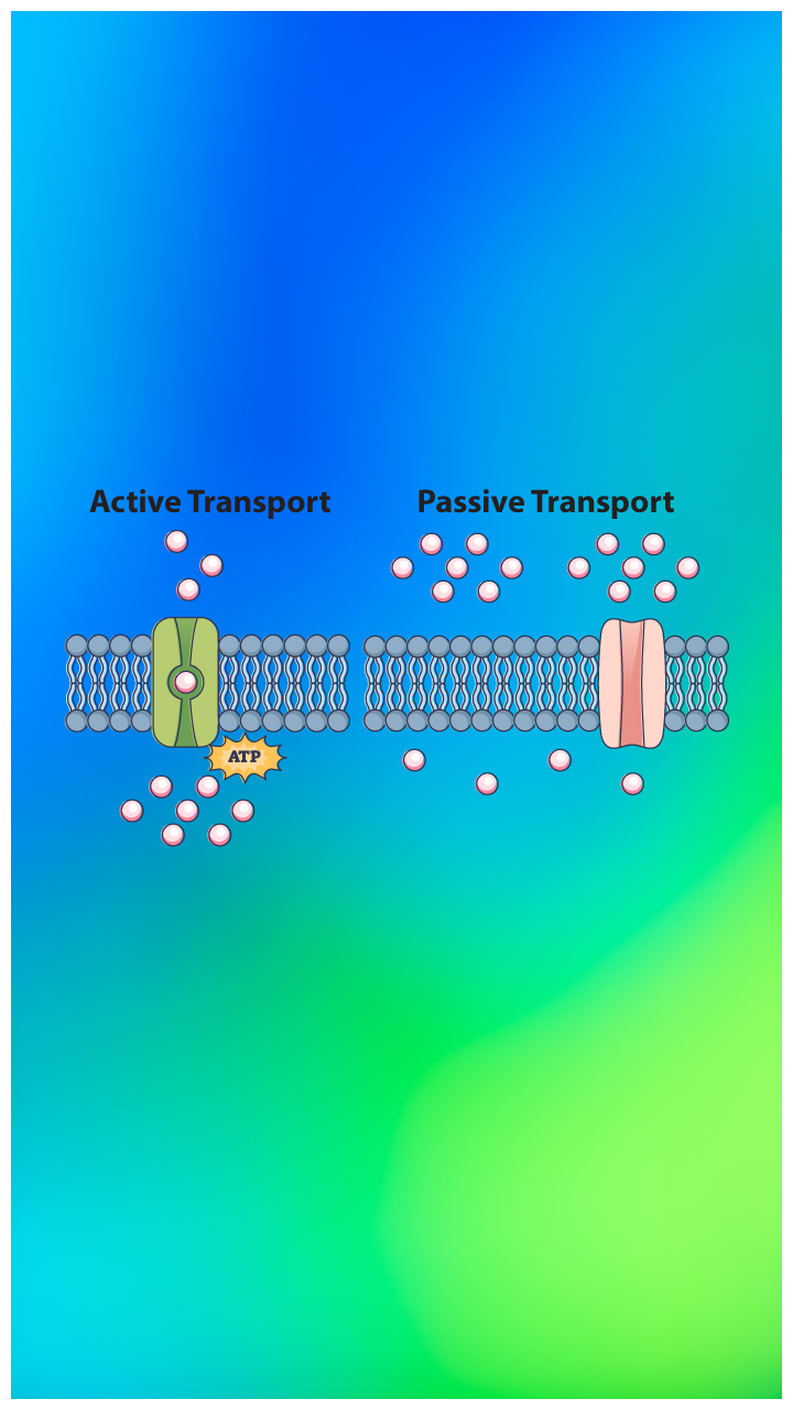 Passive Transport Examples For Kids