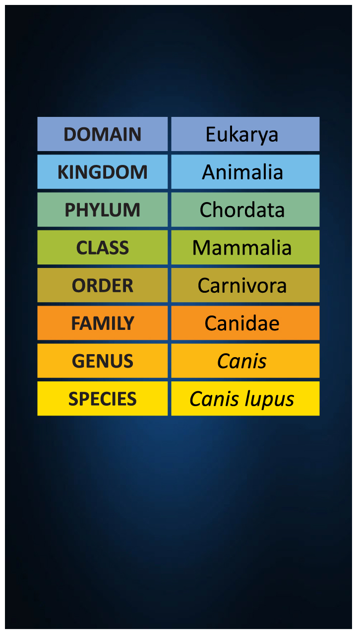 Levels of Classification of Living Organisms From Largest to Smallest