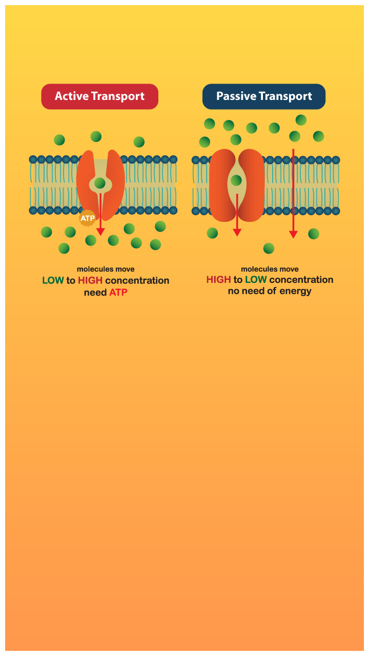 Not Active Example Worry Not Active Transport Is Where Molecules Go From Low