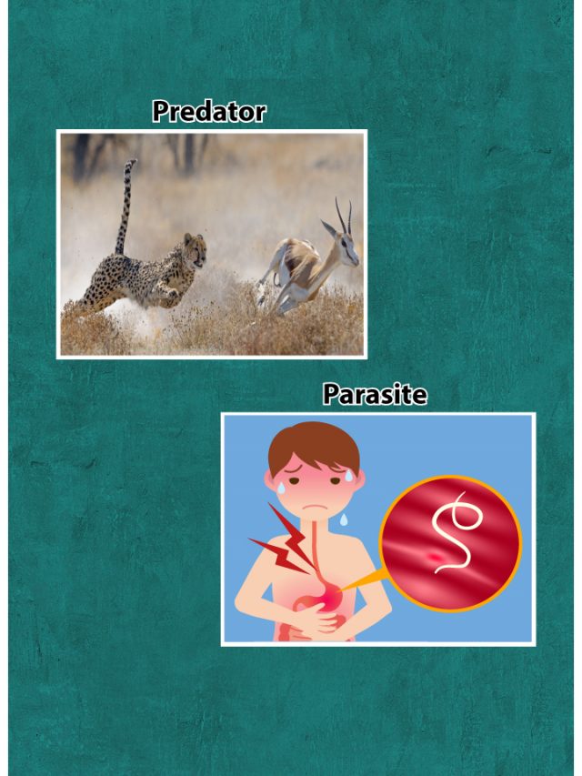 Predator vs Parasite Difference Between Predator and Parasite Explained