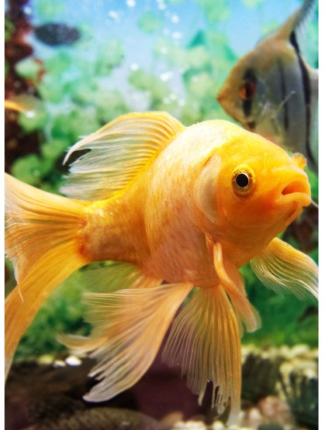 What Are Stenohaline Species With Examples? Aakash Blog