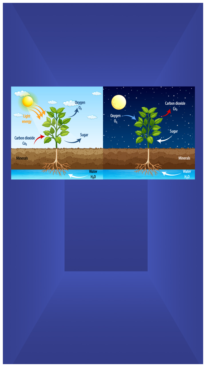 Photosynthesis Vs Respiration: Difference Between Respiration and  Photosynthesis