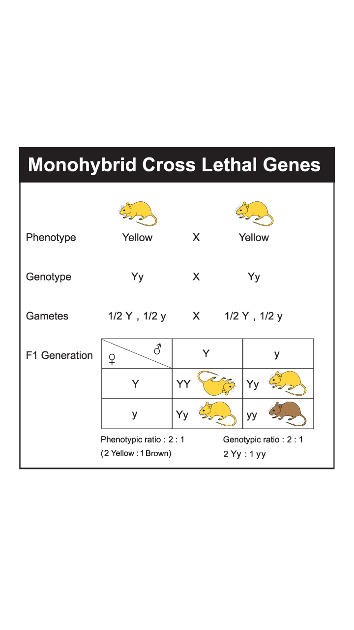🎉 Post mendelian General Biology I Lab Mendelian