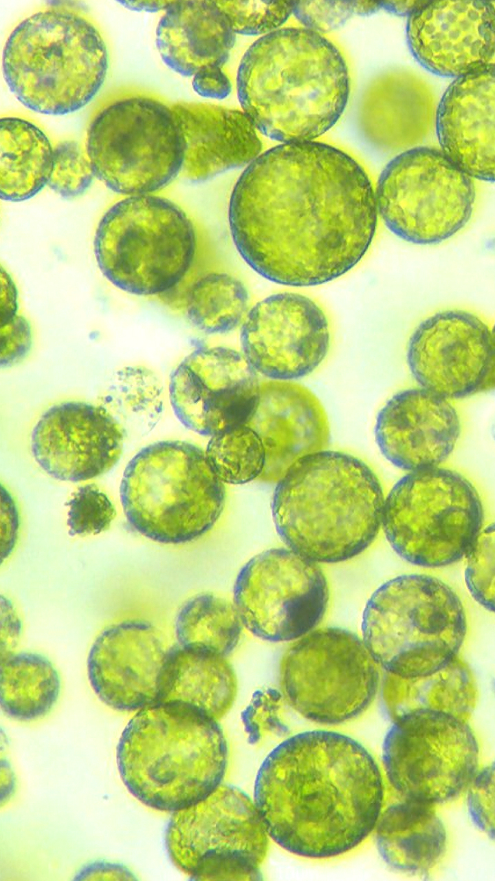 Categories And Features Of Kingdom Monera, Protista And Fungi - Aakash Blog