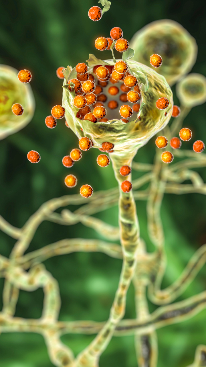 Monera in biology (95) foto