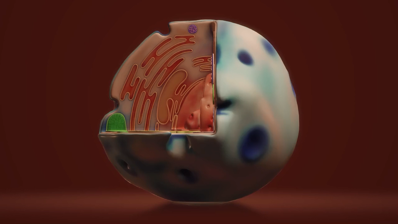 Categories And Features Of Kingdom Monera, Protista And Fungi - Aakash Blog