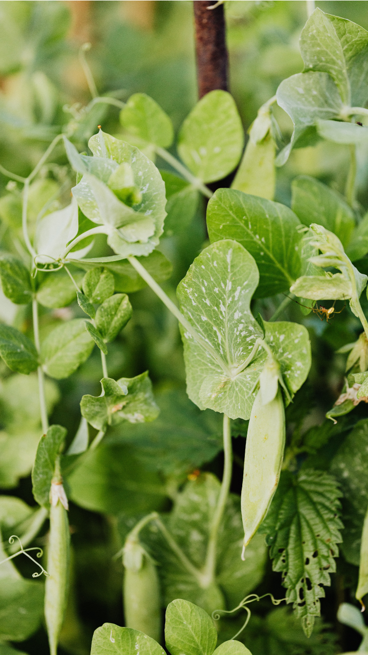 Types Of Placentation In Plants Placentation Types In Flowering Plants