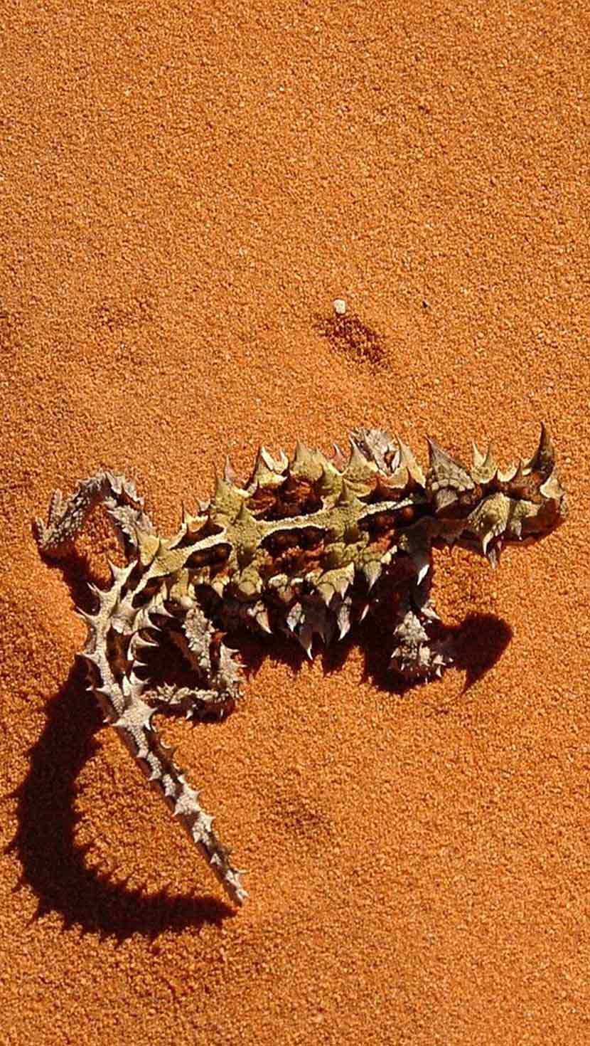 Top 123 + Animals that live without water