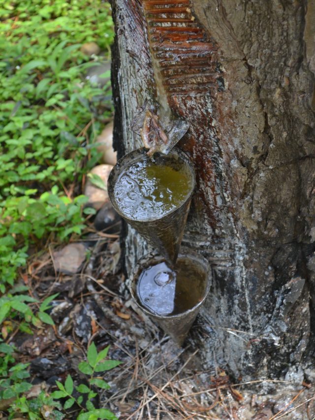 Explained Why Gum Is an Example Of Colloid