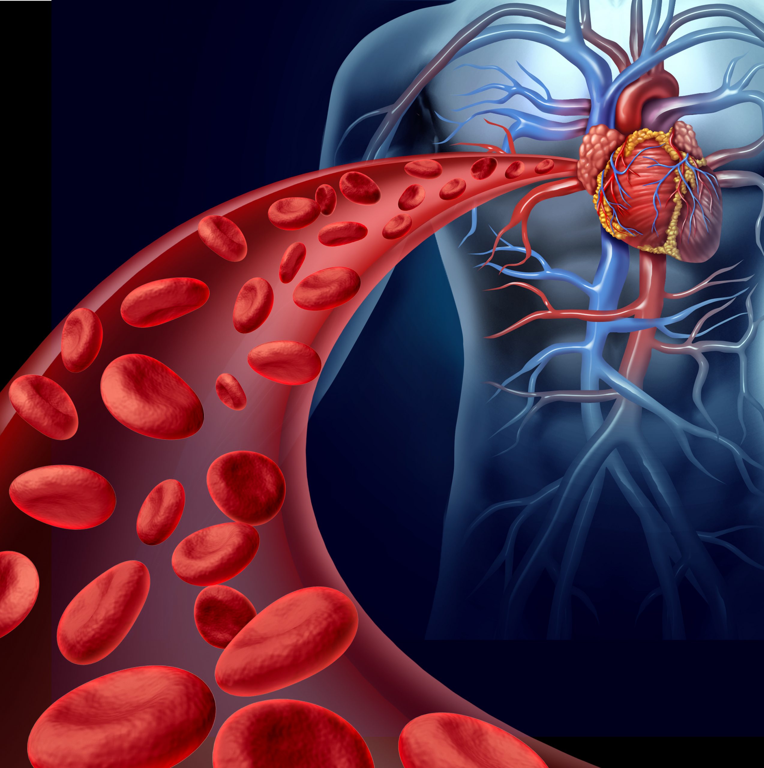 Circulating Fluids Body Fluids And Circulation