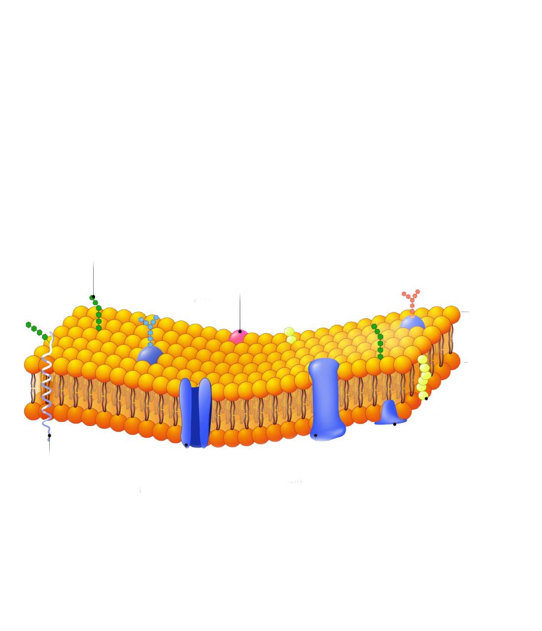 What Is A Selectively Permeable Membrane Quora