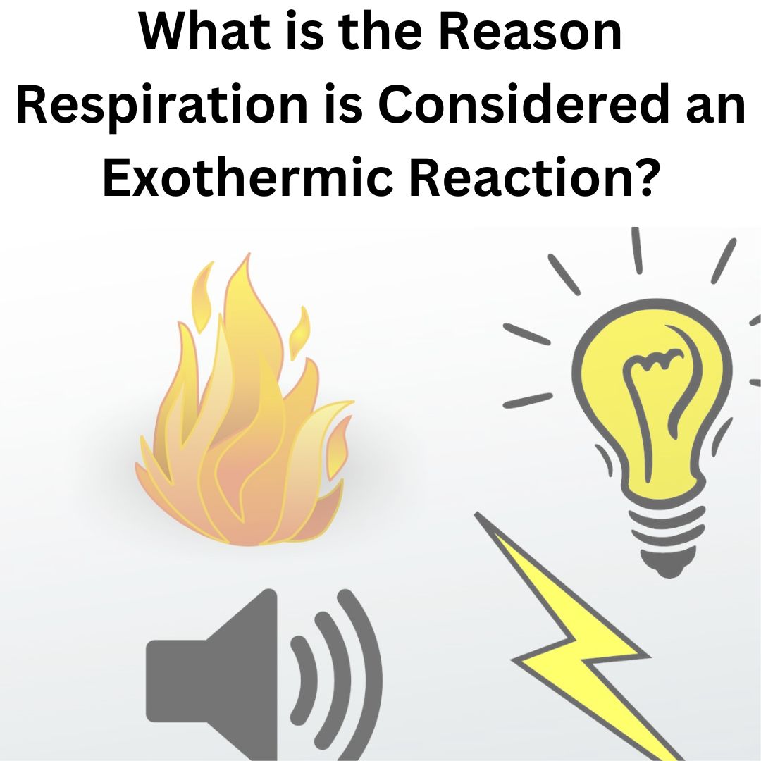 Exothermic Is Rusting What is the Reason Respiration is Considered an Exothermic Reaction?